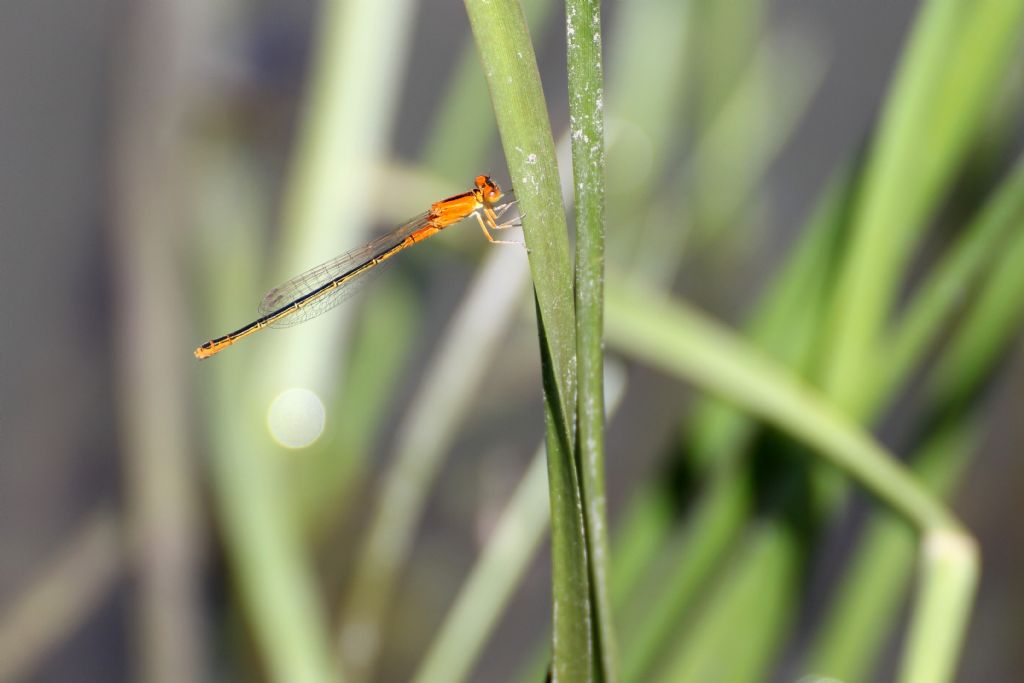 Ischnura pumilio,  femmina immatura